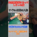 糖尿病になった猫を全力を尽くして助け出す #保護猫 #糖尿病#ペット#猫のいる暮らし