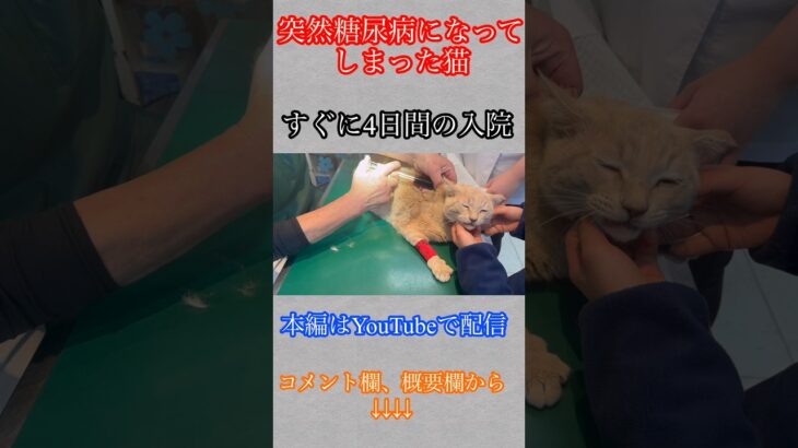 糖尿病になった猫を全力を尽くして助け出す #保護猫 #糖尿病#ペット#猫のいる暮らし