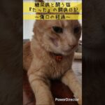 糖尿病と闘う猫『たった』～傷口の経過～ クリーム猫