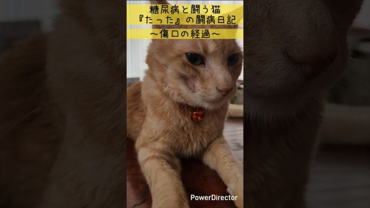 糖尿病と闘う猫『たった』～傷口の経過～ クリーム猫