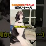娘の危険信号に気づいた糖尿病アラート犬