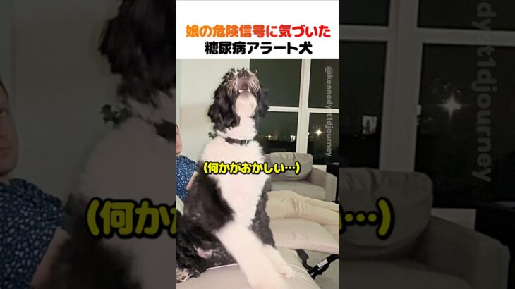 娘の危険信号に気づいた糖尿病アラート犬