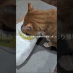 息子が土日休みで金曜日帰宅しました #糖尿病網膜症 #元野良猫 #猫のいる暮らし