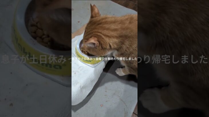 息子が土日休みで金曜日帰宅しました #糖尿病網膜症 #元野良猫 #猫のいる暮らし