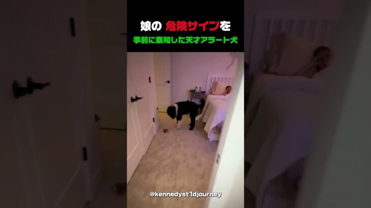 症状が出る前に「危機」を知らせた糖尿病アラート犬 #糖尿病アラート犬 #天才犬 #感動ショート