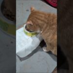 毎朝早く起きるのは大変だよ（泣） #糖尿病網膜症 #元野良猫 #猫のいる暮らし