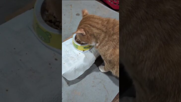 毎朝早く起きるのは大変だよ（泣） #糖尿病網膜症 #元野良猫 #猫のいる暮らし