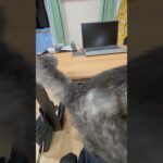 糖尿病の俊次郎にインスリン注射