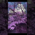 姫路城 #糖尿病 #透析