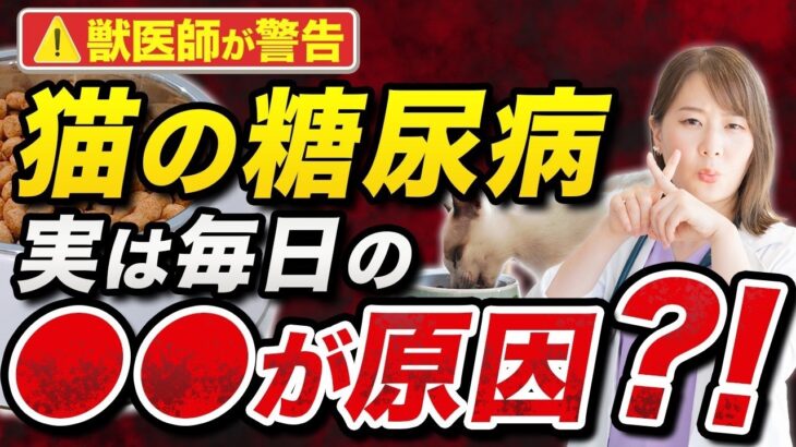 【獣医師が警告】猫の糖尿病、原因は“毎日のごはん”かもしれません