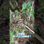 まさか、糖尿病患者の汗に反応してる？🤣 #明日香村