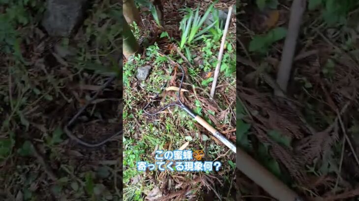 まさか、糖尿病患者の汗に反応してる？🤣 #明日香村