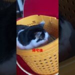 【富士男】（可能性、疑い含む）白血病、膵炎、糖尿病、誤嚥　　　#口内炎と血便もあり