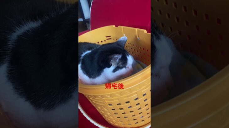 【富士男】（可能性、疑い含む）白血病、膵炎、糖尿病、誤嚥　　　#口内炎と血便もあり