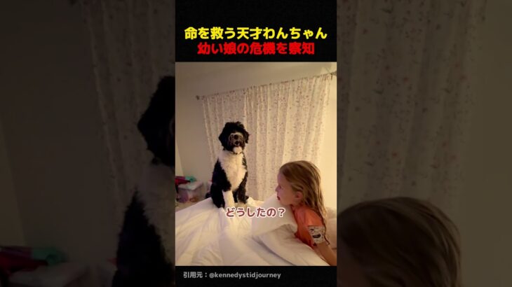 糖尿病介助犬の奇跡
