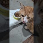 昨日から右肩が痛いのよね #糖尿病網膜症 #元野良猫 #猫のいる暮らし