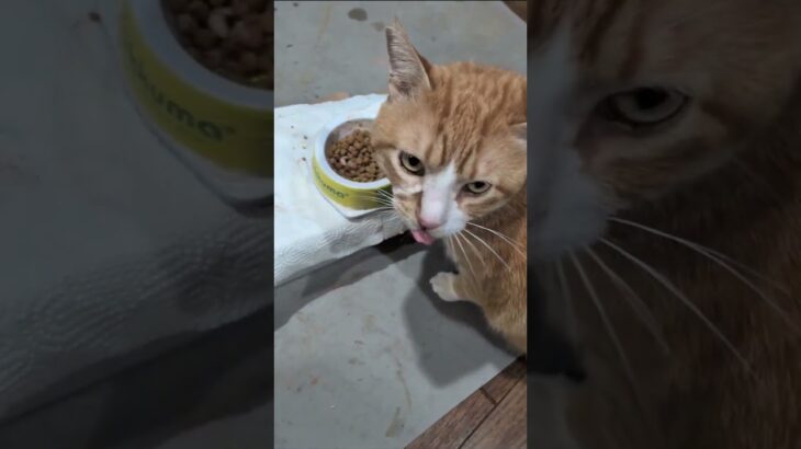 昨日から右肩が痛いのよね #糖尿病網膜症 #元野良猫 #猫のいる暮らし