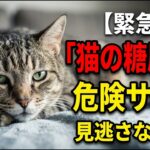 【猫の健康ケア】猫の糖尿病、気づかないサインに注意…見逃しやすい変化とは