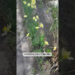 散歩日記。鬱病の薬で太り、糖尿病に。血糖値下げるために歩いてる日記。#双極症 #vlog