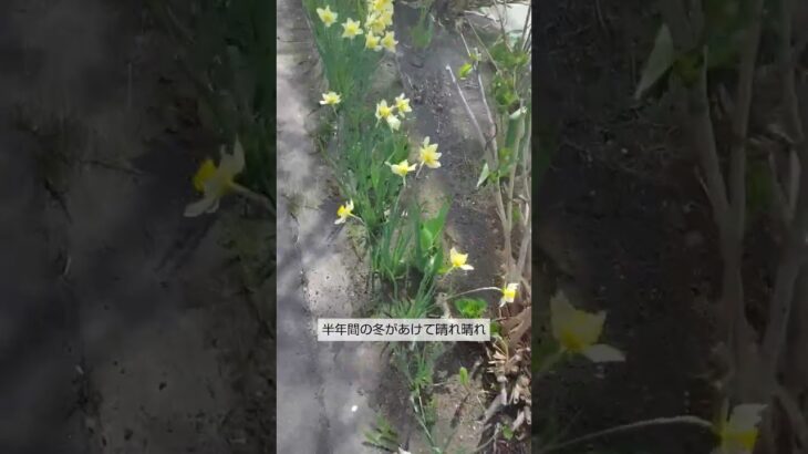 散歩日記。鬱病の薬で太り、糖尿病に。血糖値下げるために歩いてる日記。#双極症 #vlog