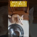 11歳になったよ ～糖尿病と闘う猫『たった』～ #猫 #cat #糖尿病猫