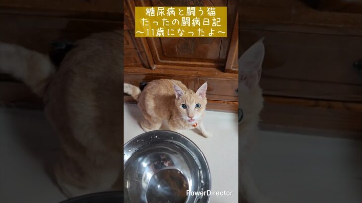 11歳になったよ ～糖尿病と闘う猫『たった』～ #猫 #cat #糖尿病猫