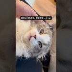 深夜23時過ぎ、風太に異変‼️ #猫, #cat ,#猫糖尿病 ,#FIP ,#奇跡