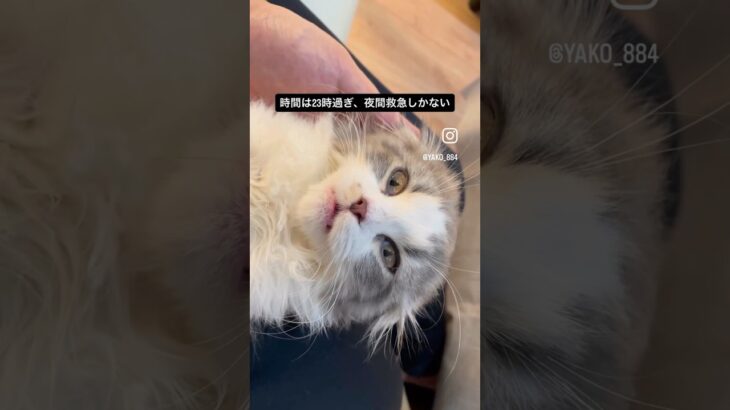 深夜23時過ぎ、風太に異変‼️ #猫, #cat ,#猫糖尿病 ,#FIP ,#奇跡