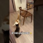 🐾 ぷっちょ君 糖尿病治療経過記録 🐾5 7 再診へ🏥【検査結果】血糖値186／フルクトサミン179／体重4 80kgフルクトサミン（過去2〜3週間の平均血糖値）は、前回192からさらに