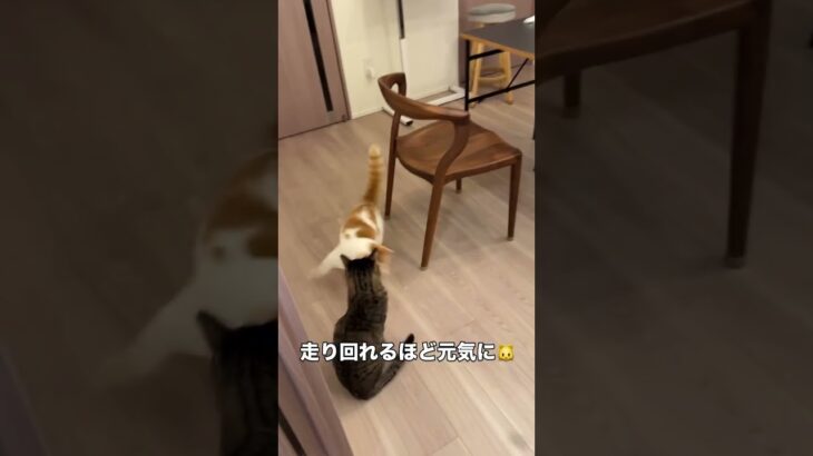 🐾 ぷっちょ君 糖尿病治療経過記録 🐾5 7 再診へ🏥【検査結果】血糖値186／フルクトサミン179／体重4 80kgフルクトサミン（過去2〜3週間の平均血糖値）は、前回192からさらに