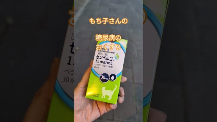 センベルゴ（ニャンコの糖尿病のくすり）#猫のいる暮らし #50代 #cat