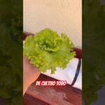 Así avanza! Dia 11 #fypシ #cultivo #cultivo #cultivation #nft #cultivohidropónico #fypシ