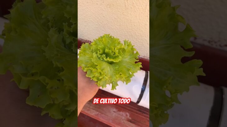 Así avanza! Dia 11 #fypシ #cultivo #cultivo #cultivation #nft #cultivohidropónico #fypシ