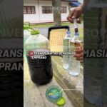 🌱 Así comienza una lechuga hidropónica desde la semilla hasta llegar al sistema NFT 💧