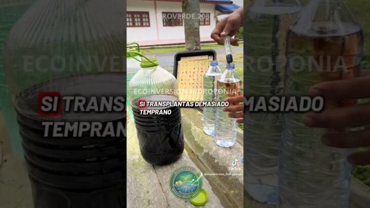 🌱 Así comienza una lechuga hidropónica desde la semilla hasta llegar al sistema NFT 💧