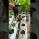 Cara Kerja Hidroponik NFT!! #hidroponik #sistemnft #berkebunhidroponik #budidayatanaman #pertanian