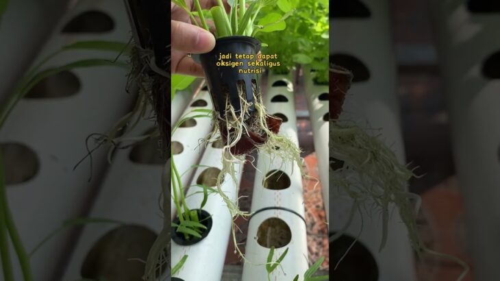 Cara Kerja Hidroponik NFT!! #hidroponik #sistemnft #berkebunhidroponik #budidayatanaman #pertanian
