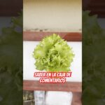 ES RENTABLE? #fyp #famous #fypシ #cultivo #cultivation #nft #cultivohidropónico