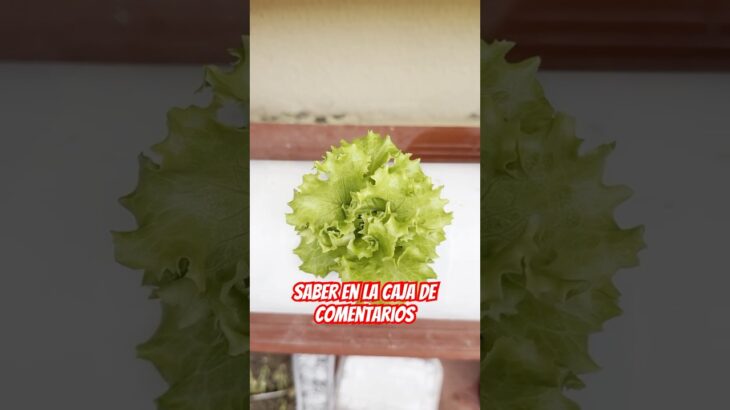 ES RENTABLE? #fyp #famous #fypシ #cultivo #cultivation #nft #cultivohidropónico