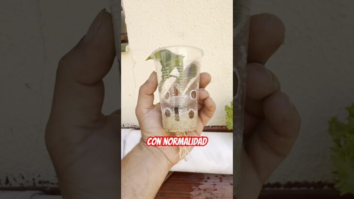 ESTÁ VIVO!!🥒☀️🌱 #fypシ #cultivo #cultivation #nft #greenery #cultivohidropónico