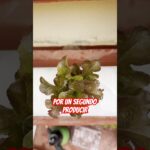Es rentable un sistema NFT en casa? #fypシ #cultivo #nft #cultivohidropónico #greenery #hidropônico