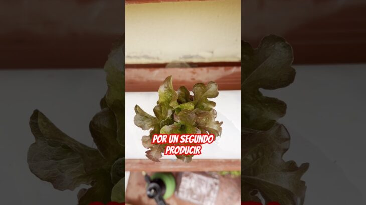 Es rentable un sistema NFT en casa? #fypシ #cultivo #nft #cultivohidropónico #greenery #hidropônico