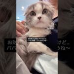 風太ICUから一般病棟へ… ￼ #猫, #cat ,#猫糖尿病 ,#FIP ,#奇跡 ,