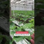 NFT Hydroponic Melon, Inthanon Type, 16 Days Old #MelonGG #Hydroponics #IndonesianAgriculture