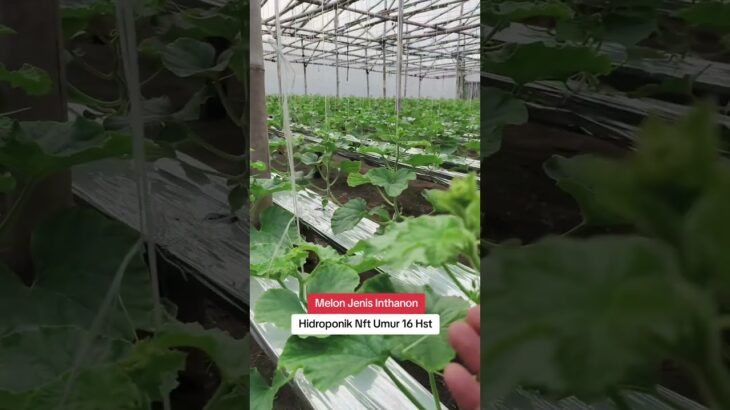 NFT Hydroponic Melon, Inthanon Type, 16 Days Old #MelonGG #Hydroponics #IndonesianAgriculture