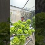 NFT Mini Untuk Berkebun Di Halaman Rumah