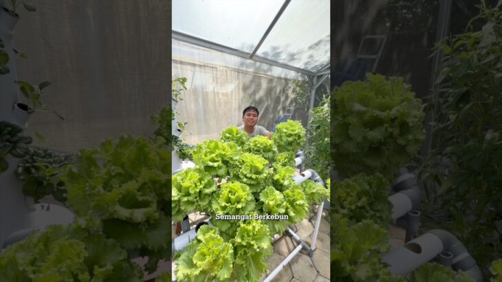 NFT Mini Untuk Berkebun Di Halaman Rumah