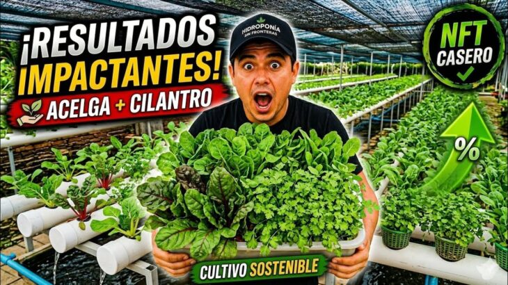 Paso a paso: Cómo monitoreo mi sistema NFT para una cosecha perfecta 🌱 HIDROPONIA PASO A PASO 💪