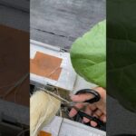 Proses Pemotongan Akar Melon Hidroponik Sistem NFT