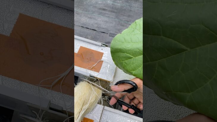 Proses Pemotongan Akar Melon Hidroponik Sistem NFT